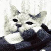 Shunta Saito's profile picture