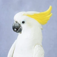 Jiahe Liu's profile picture